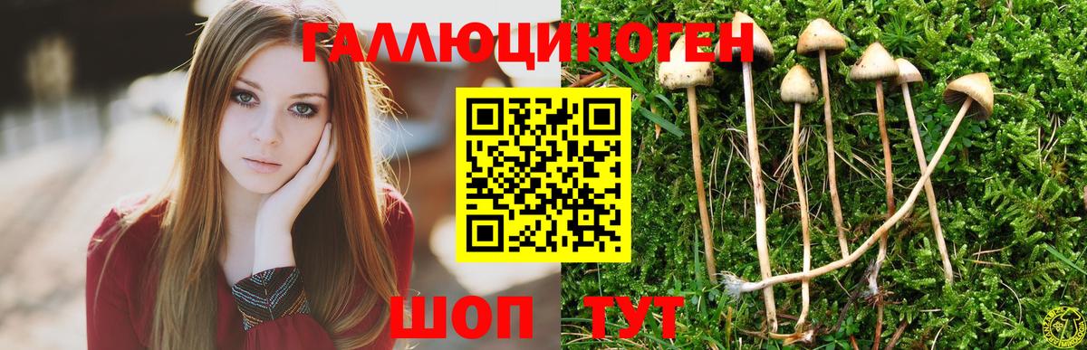 Псилоцибиновые грибы Cubensis Ахтубинск